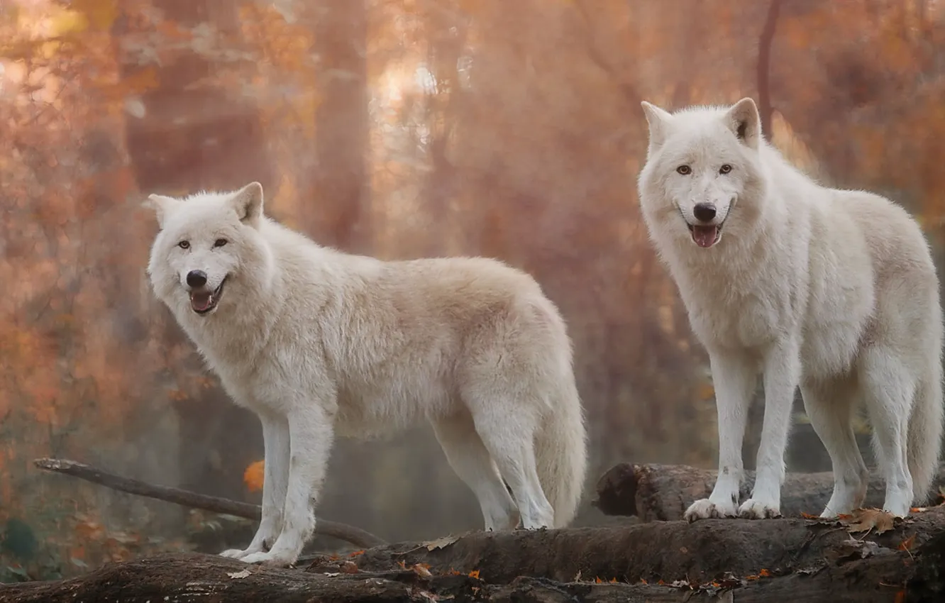 Фото обои animals, winter, snow, wolves