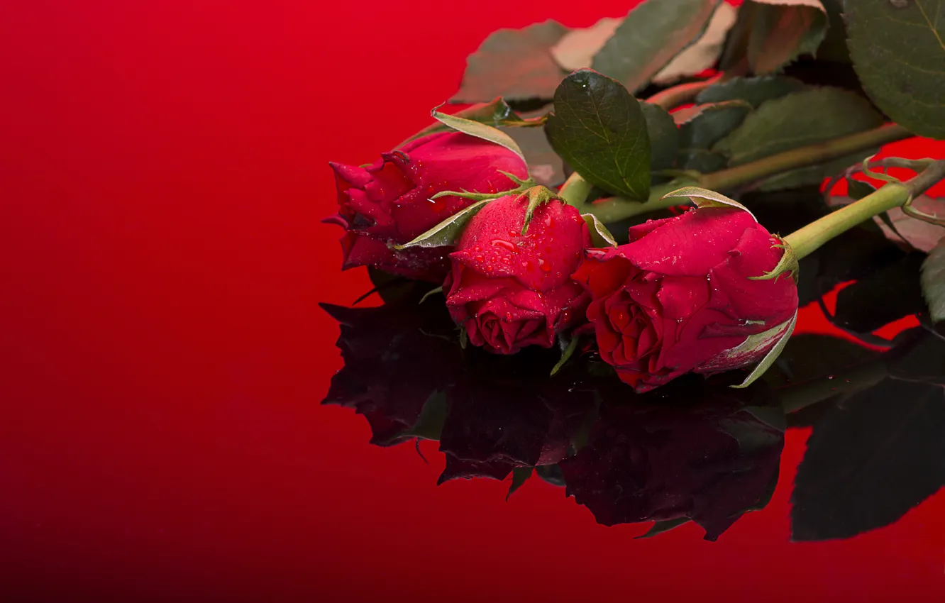 Фото обои листья, капли, отражение, фон, стебли, розы, красные, мокрые