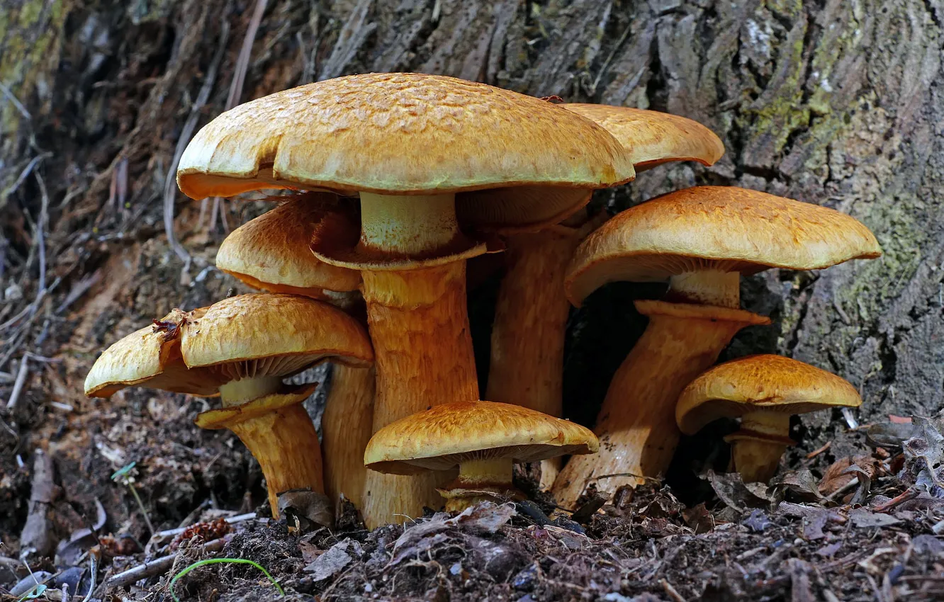 Фото обои грибы, семейка, гимнопил видный