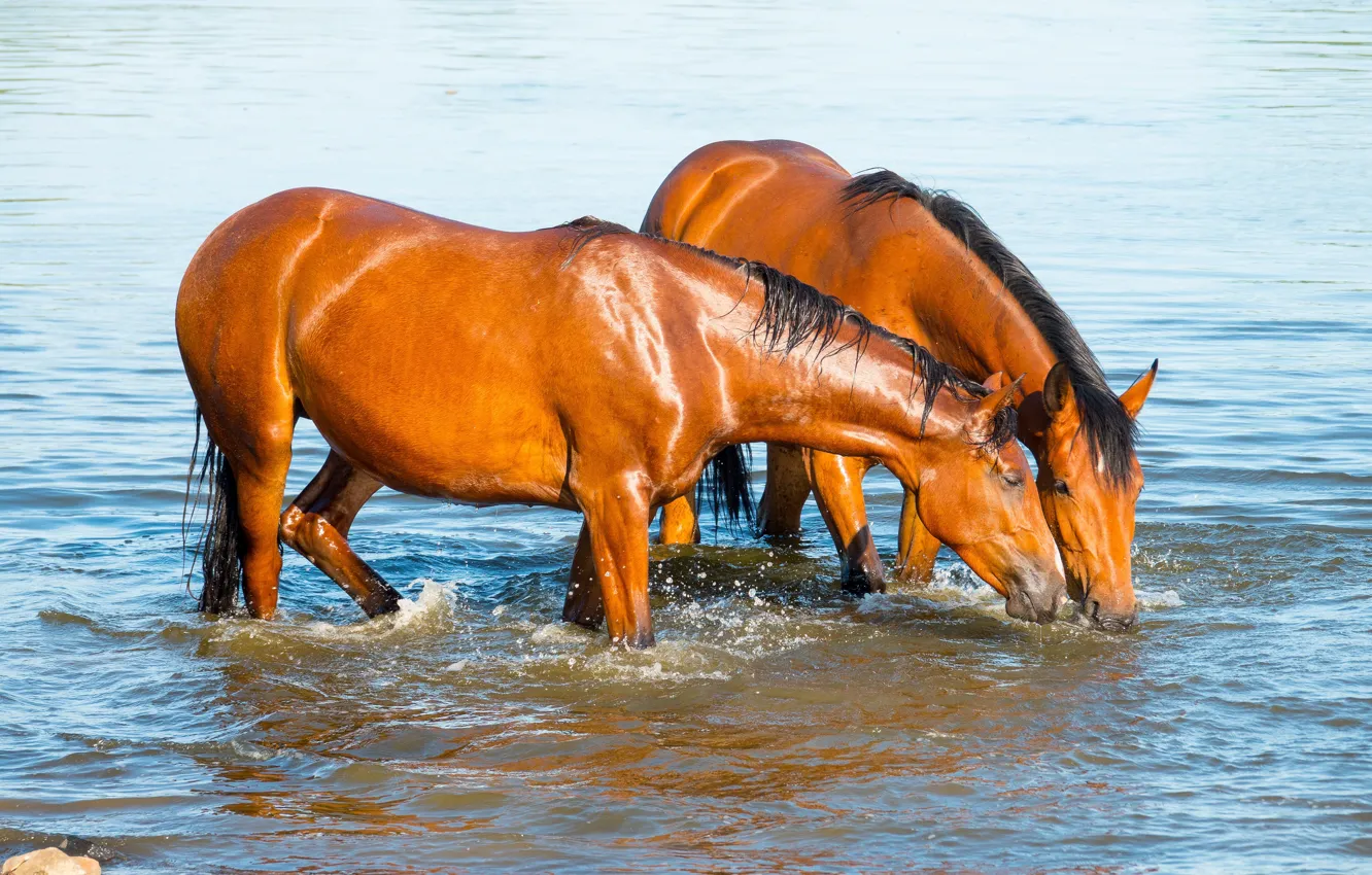 Фото обои вода, кони, лошади, купание, пара, рыжие, водопой, водоем