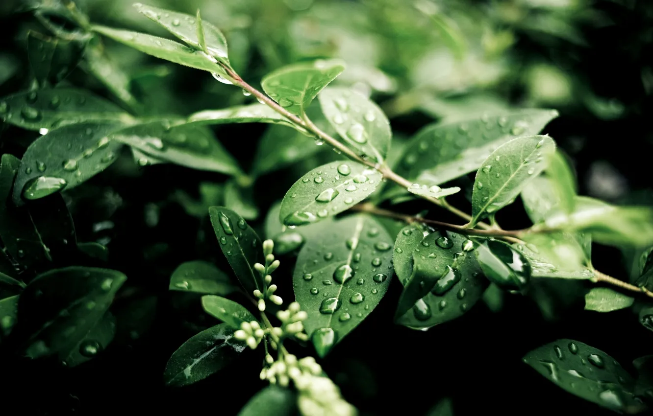 Фото обои green, water, leaves, plant, moisture