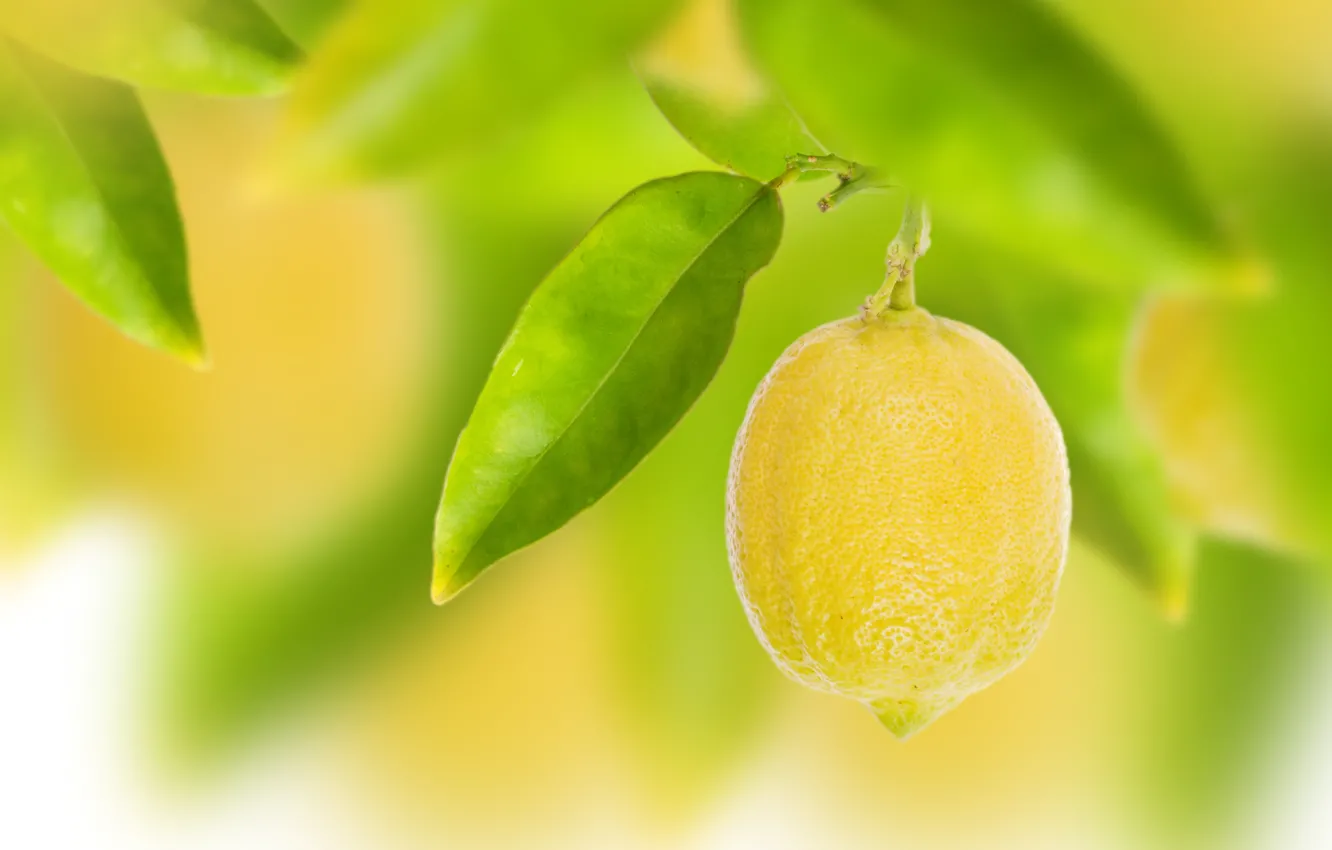 Фото обои листья, лимон, боке