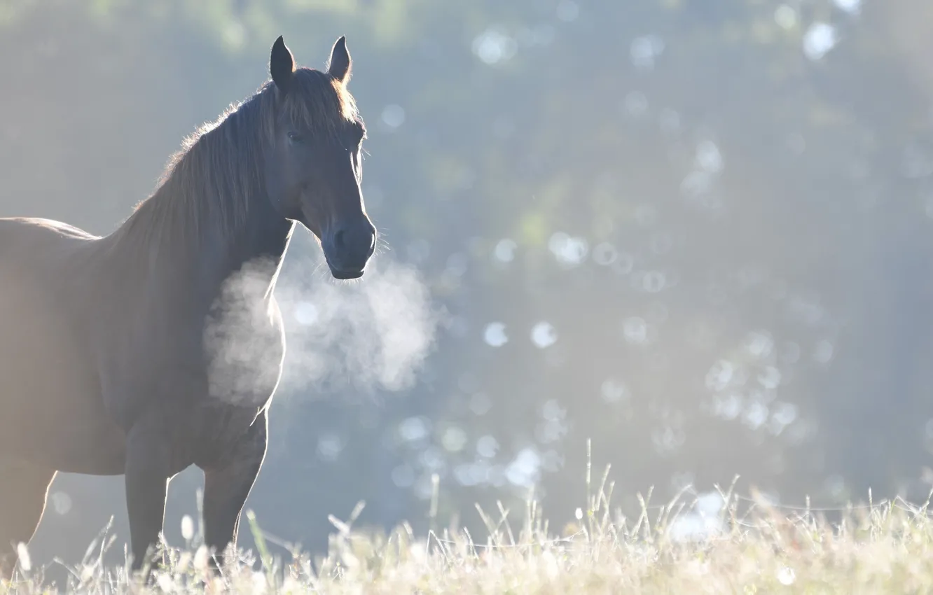 Фото обои конь, лошадь, утро, прохлада