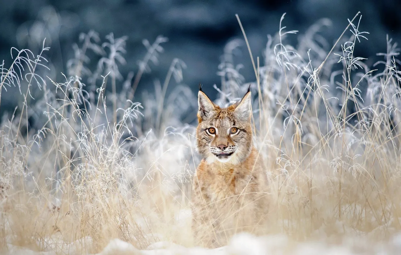 Фото обои nature, cat, Europe, predator, lynx, outdoors, Siberia, Eurasian lynx