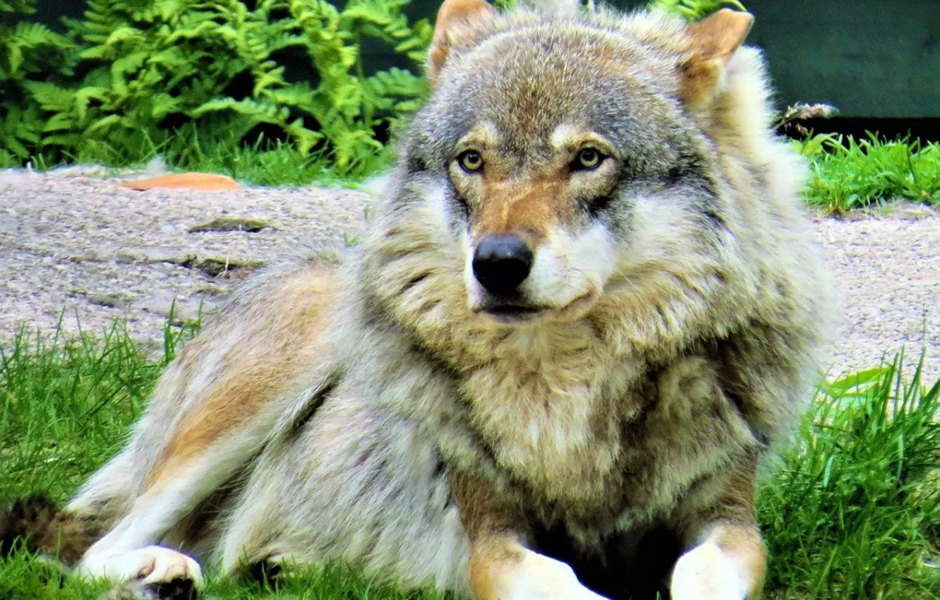 Фото обои Predator, nature, animal, wolf, wildlife, portrait., Canis lupus. face • wolf • portrait • predator