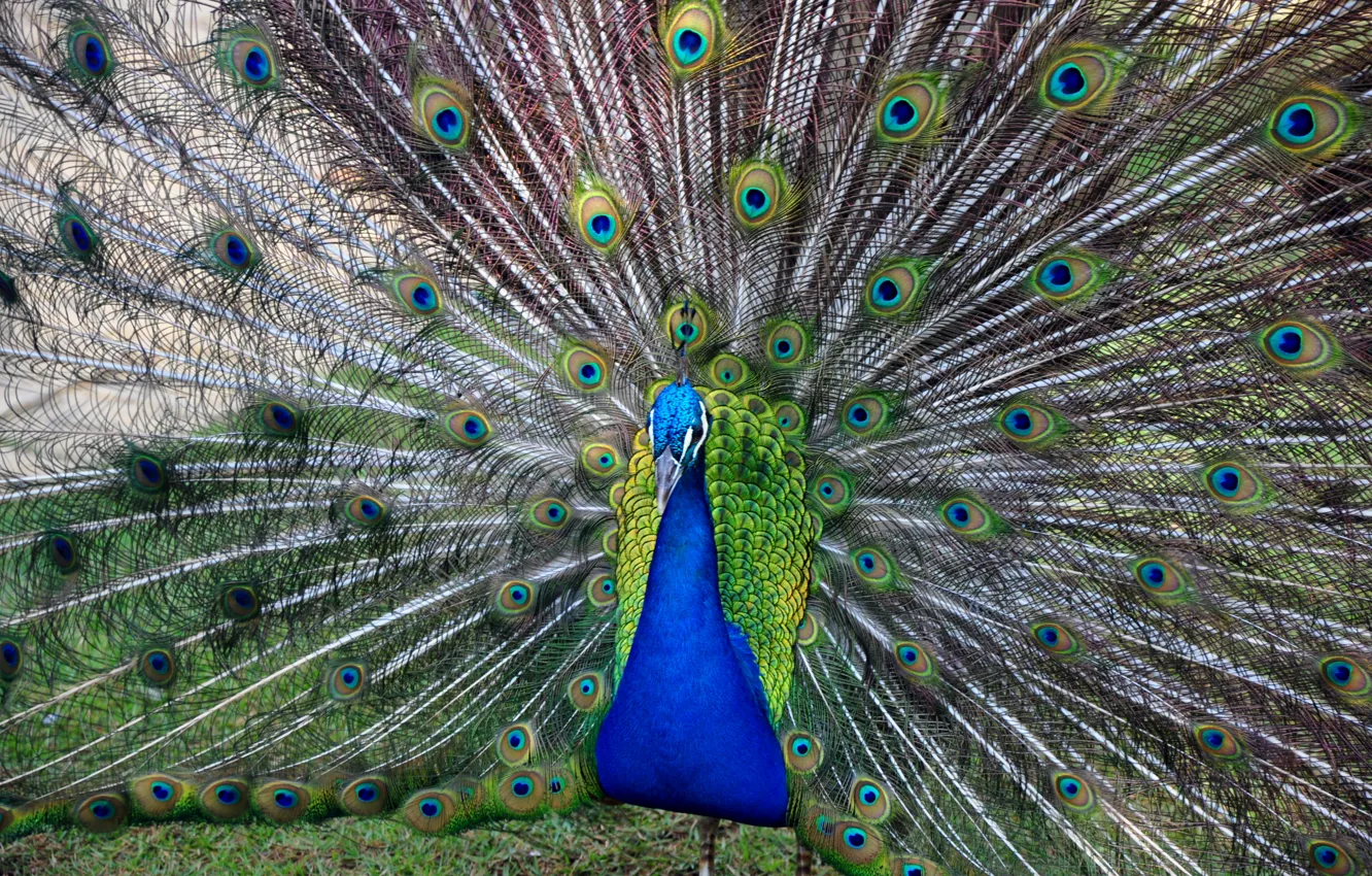 Фото обои перо, птица, хвост, павлин, bird, оперение, красивая птица, peacock