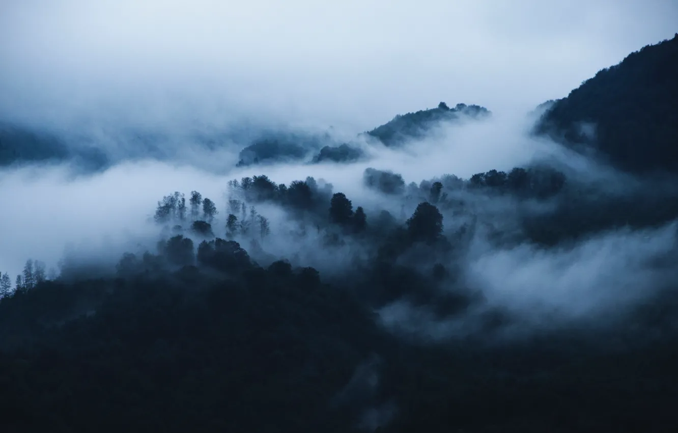 Фото обои лес, деревья, горы, природа, туман