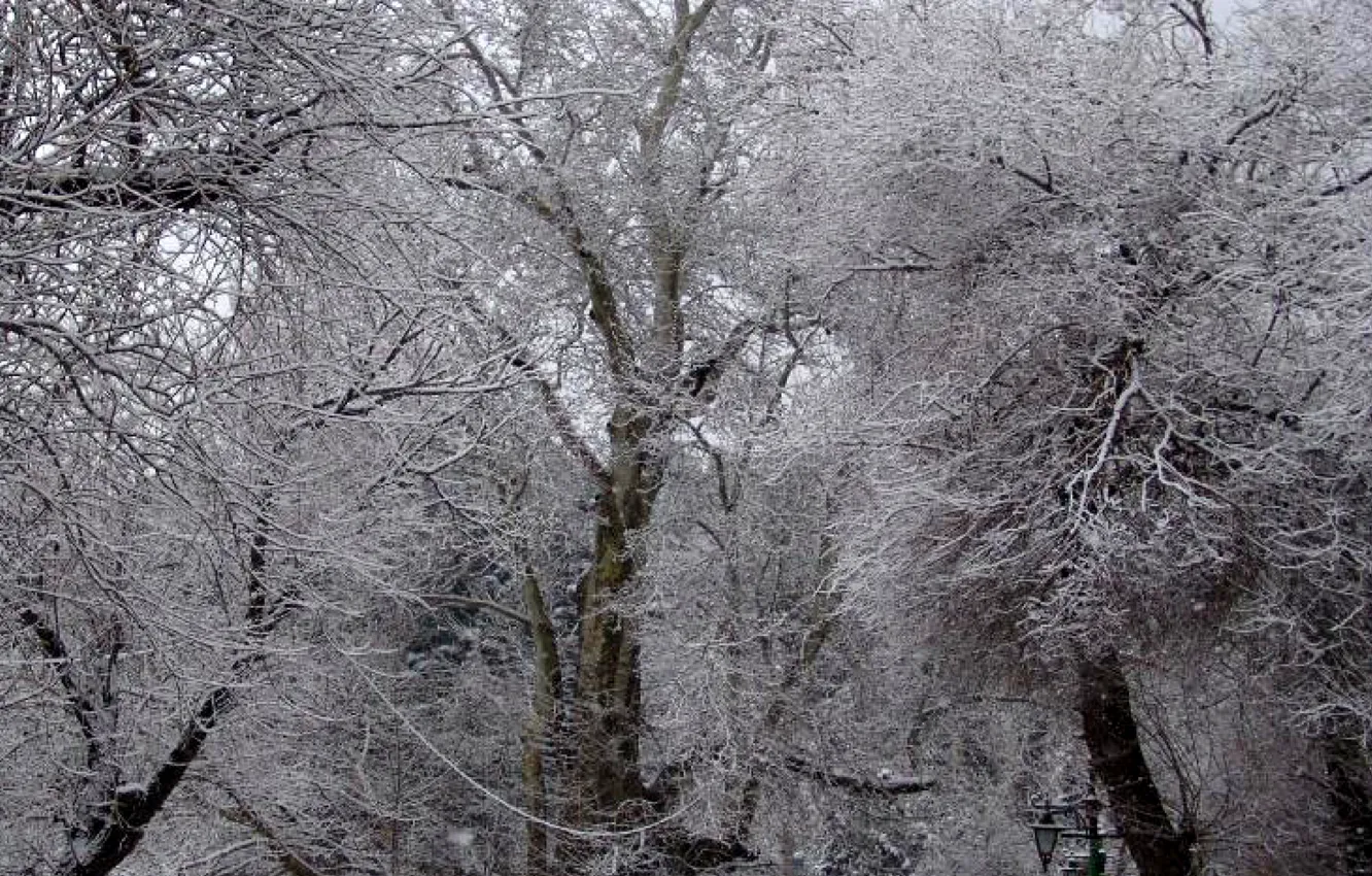 Фото обои snow, tree, iran, kermanshah, taq-bostan