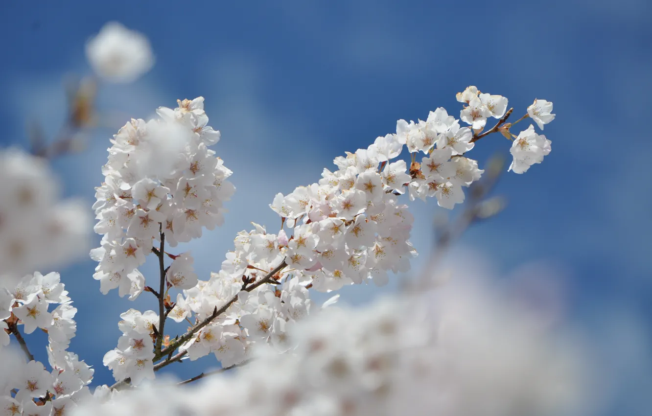 Фото обои Весна, Spring, Цветение, Flowering