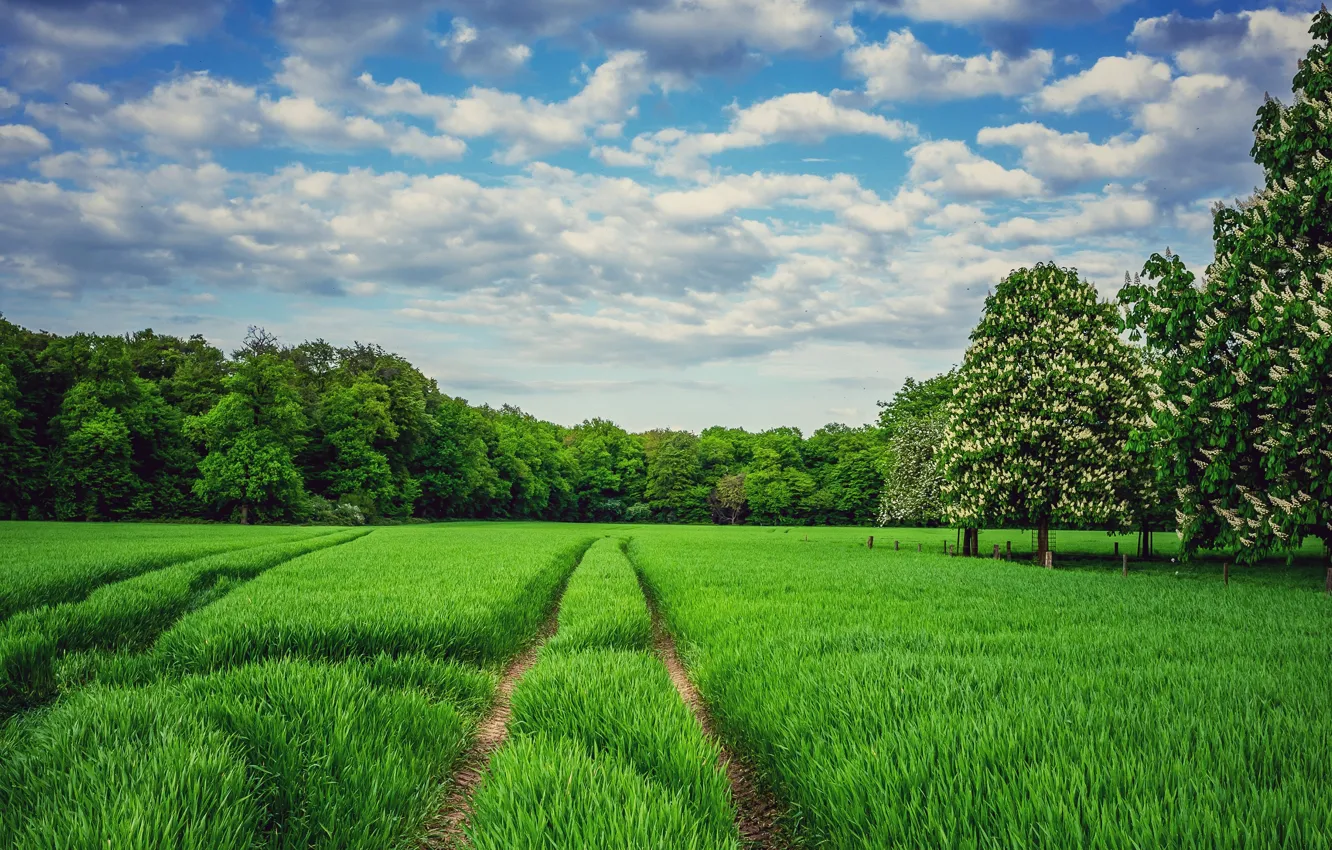 Фото обои зелень, поле, небо, трава, облака, природа, зеленый, парк