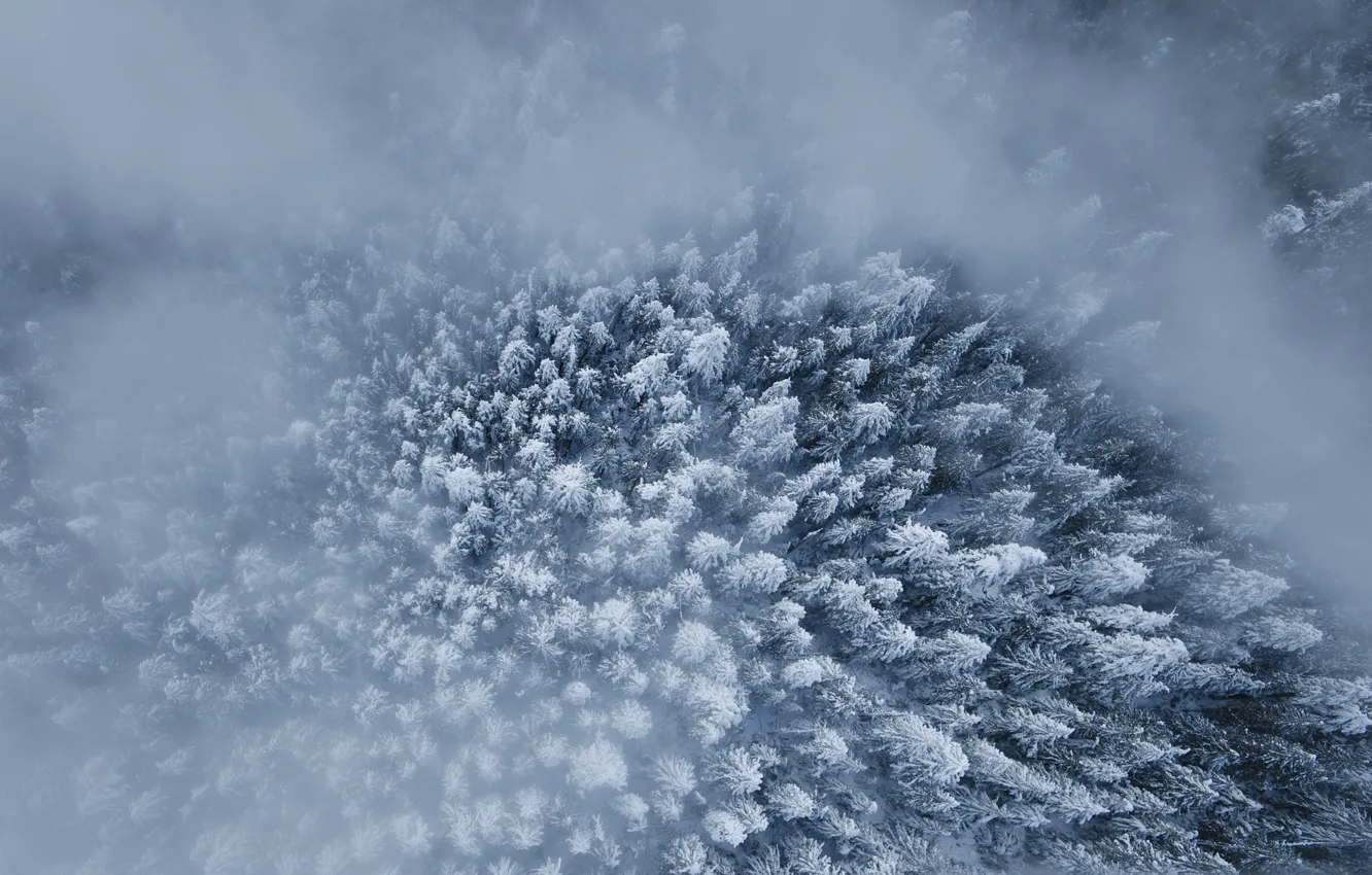 Фото обои зима, лес, снег, вид сверху, деревья.туман