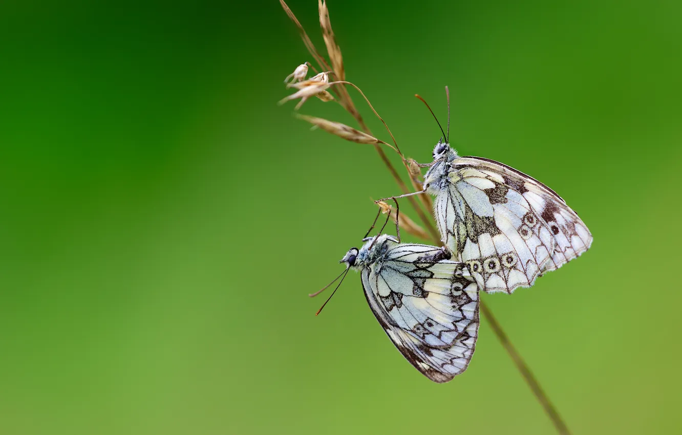 Фото обои бабочки, крылья, стебель, пара, wings, couple, butterflies, stalk