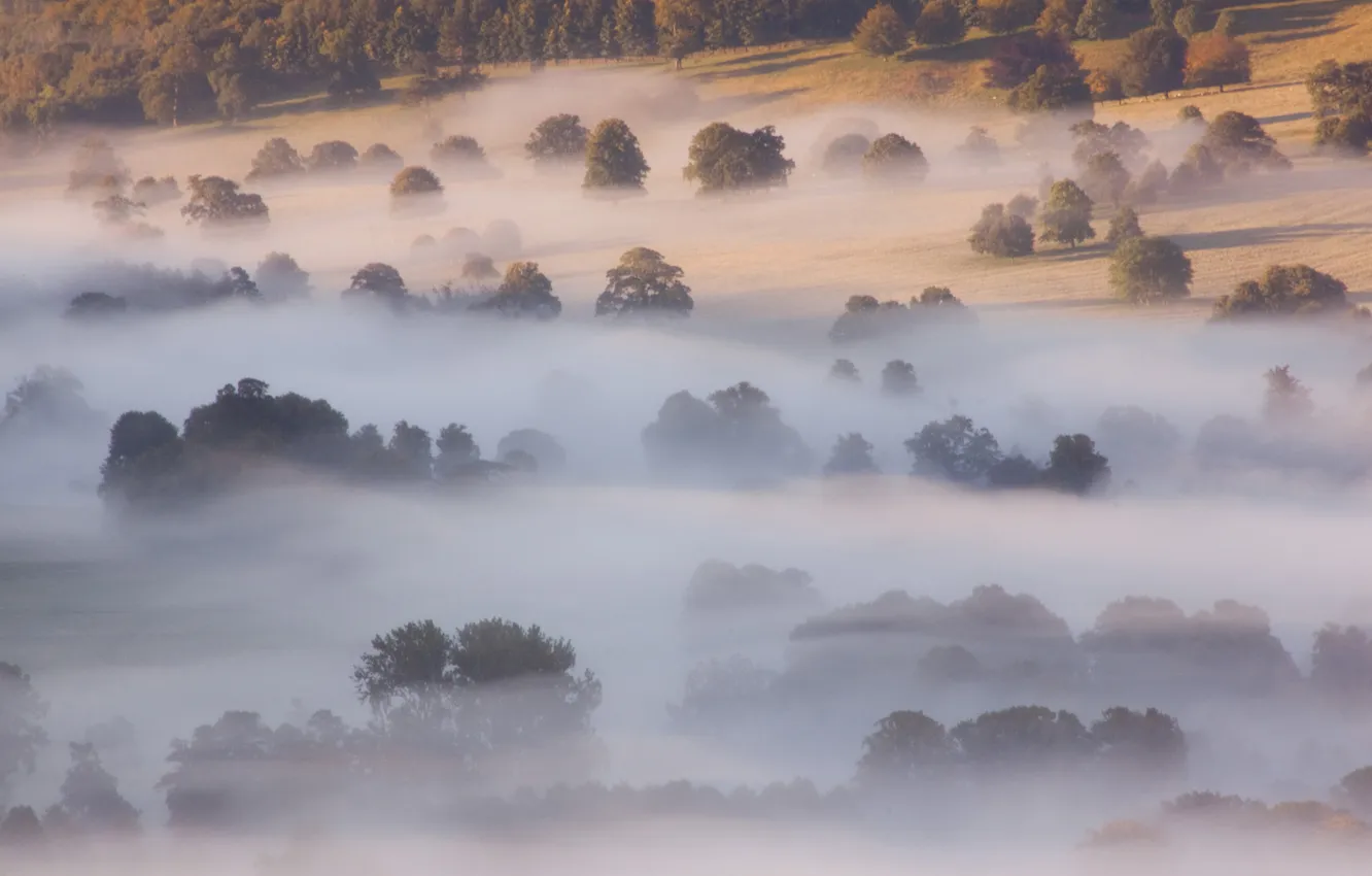 Фото обои деревья, природа, туман, вид, утро, склон