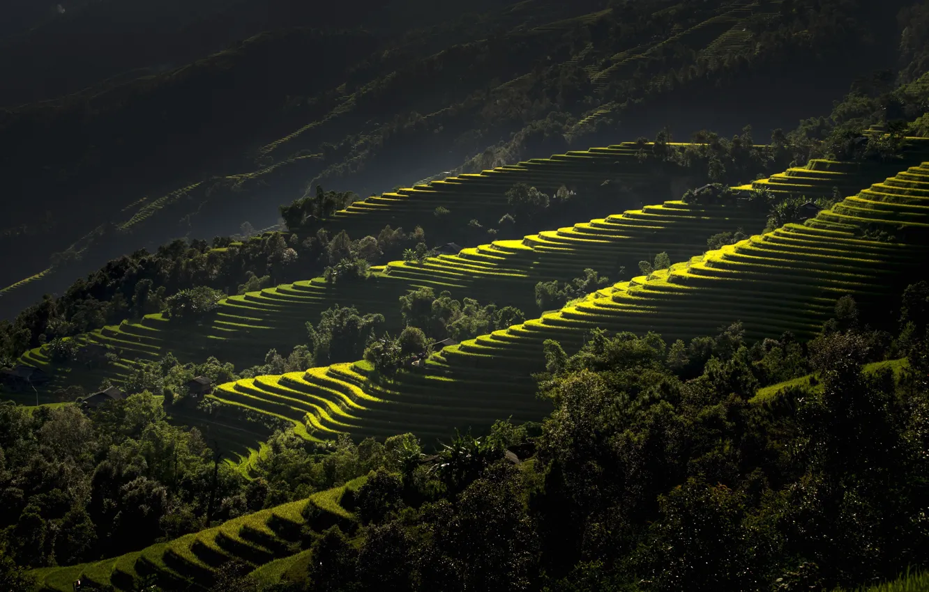 Фото обои горы, Вьетнам, террасы, рисовые поля