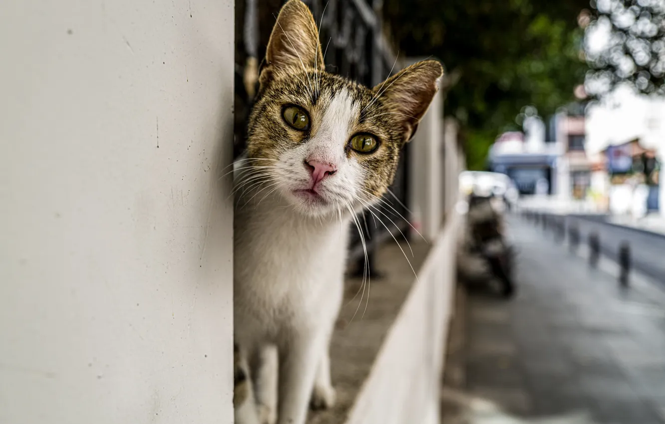 Фото обои кот, город, улица, смотрит, коте