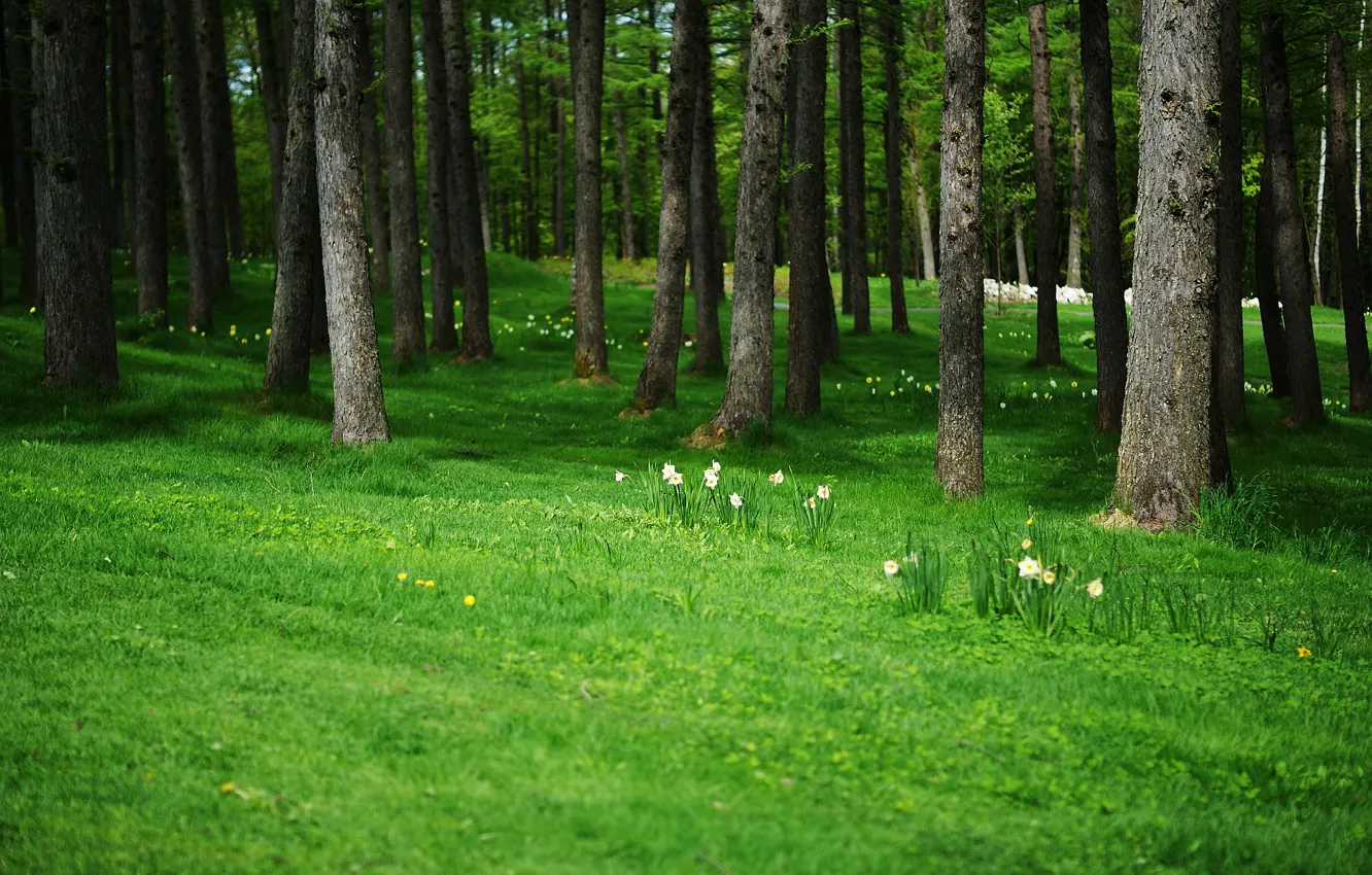 Фото обои лес, деревья, цветы, одуванчик, стволы, поляна, нарциссы