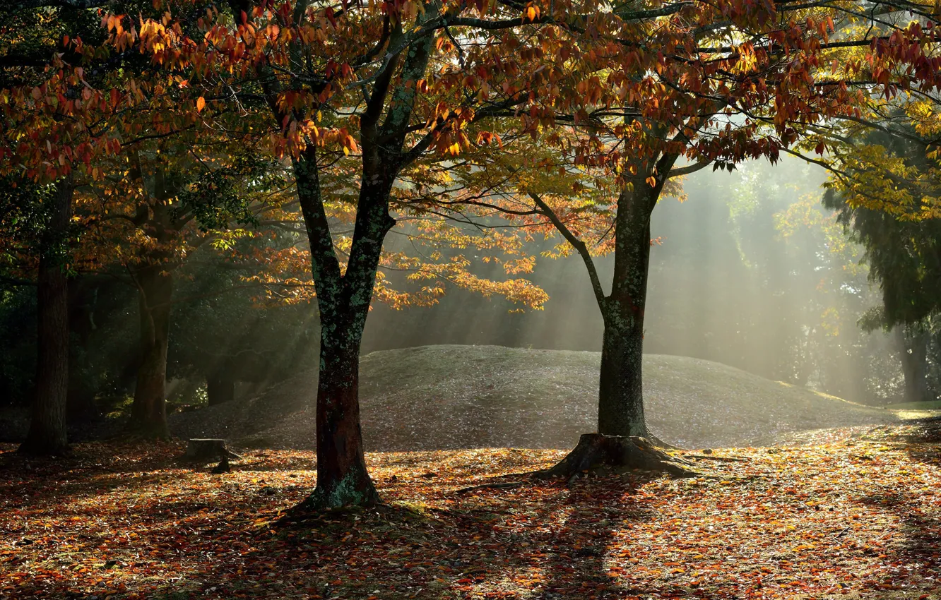 Фото обои осень, лес, лучи, туман