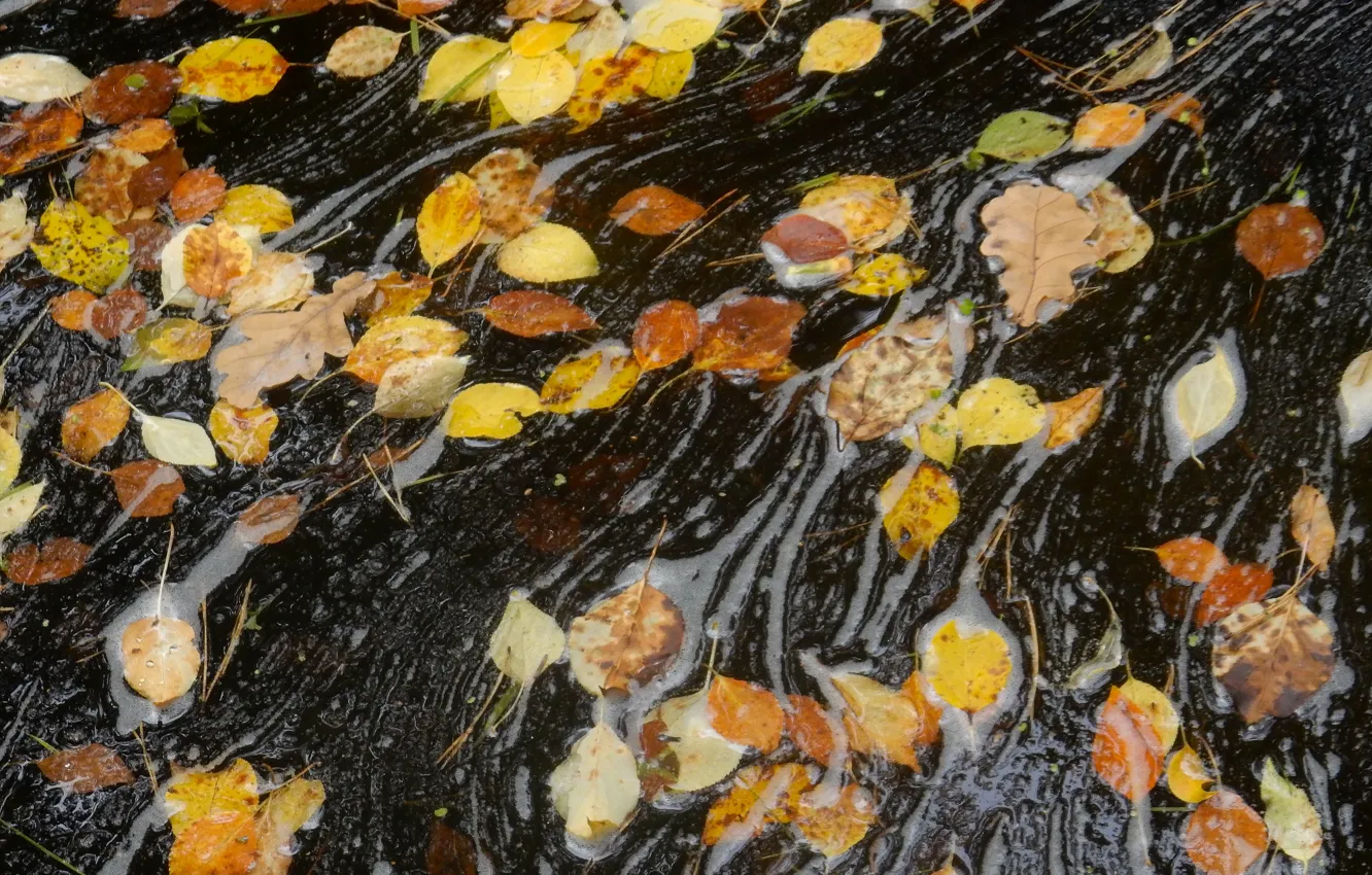 Фото обои осень, листья, природа, ручей, widescreen, обои, поток, wallpaper