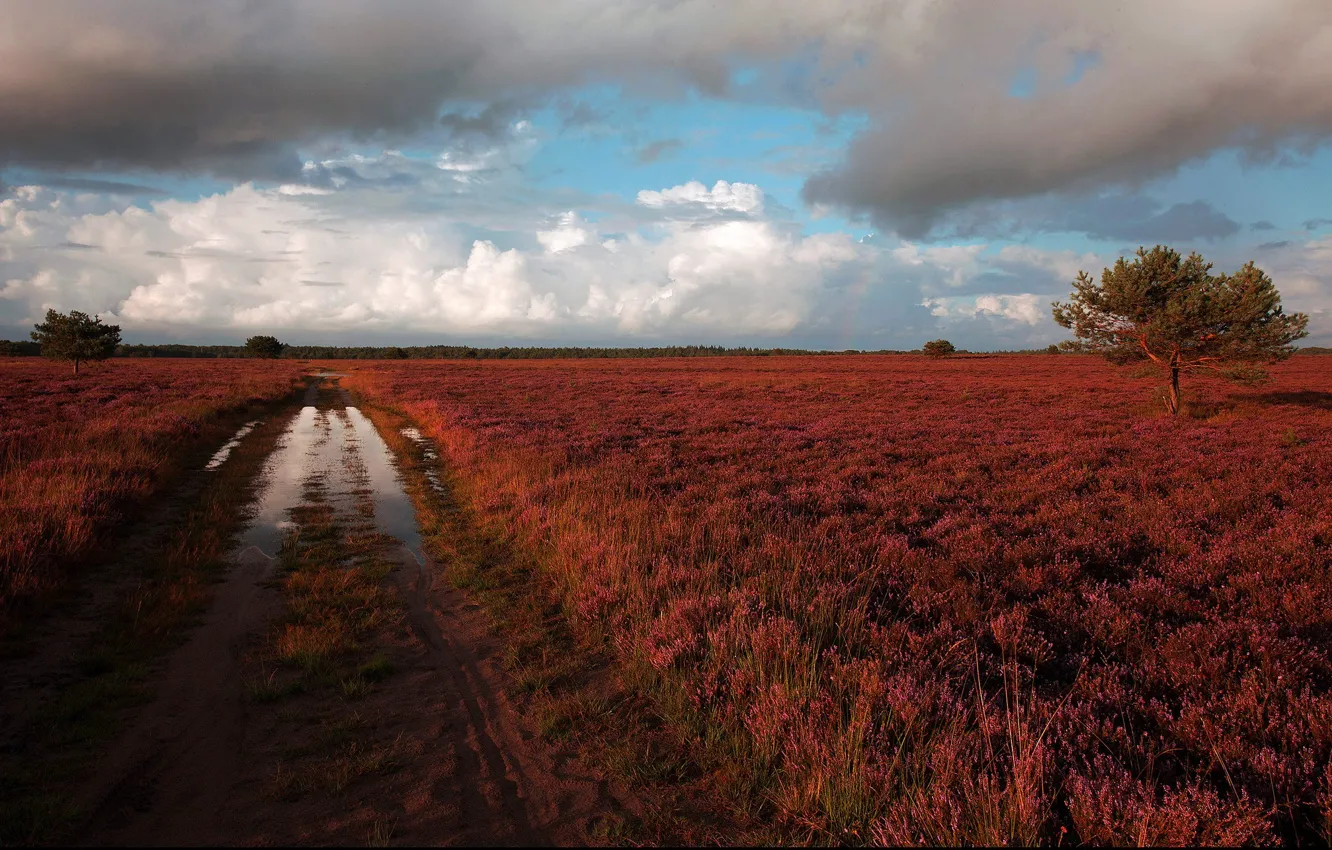 Фото обои дорога, лужа, после дождя, пустошь, вересковая