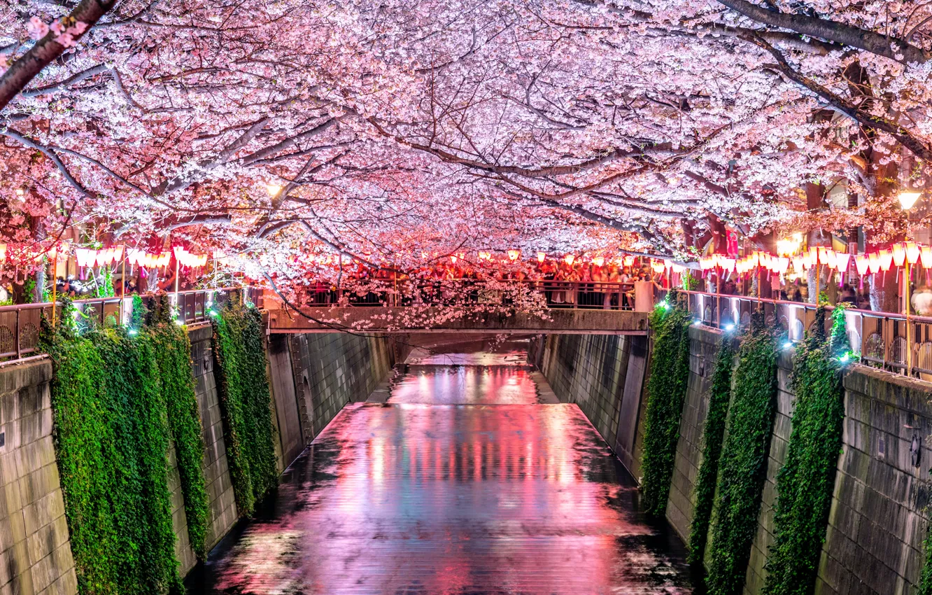 Фото обои вишня, весна, Япония, сакура, Japan, цветение, pink, blossom