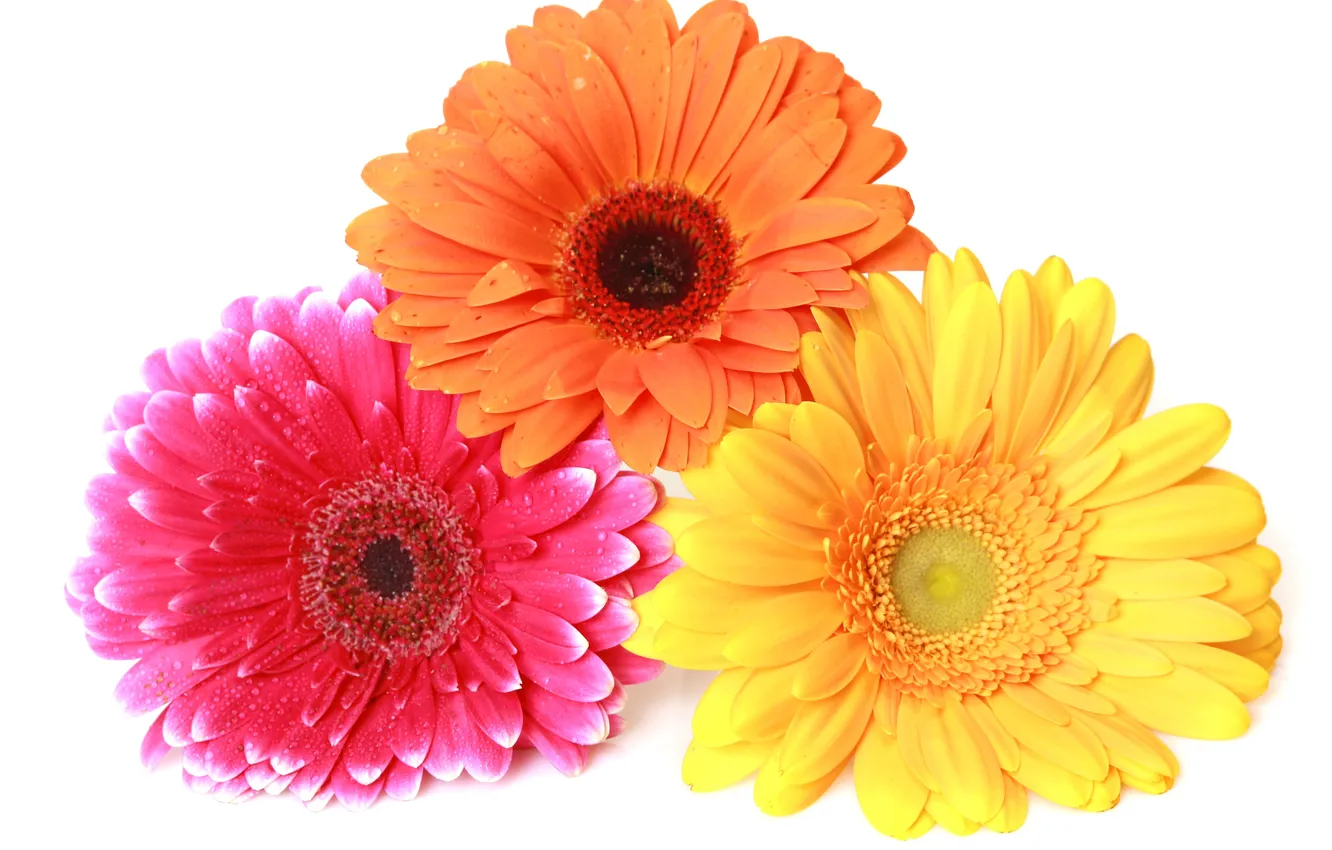 Фото обои макро, цветы, colorful, гербера, gerbera