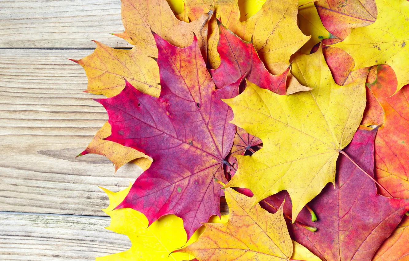 Фото обои осень, листья, желтые, оранжевые, клен, бордовые