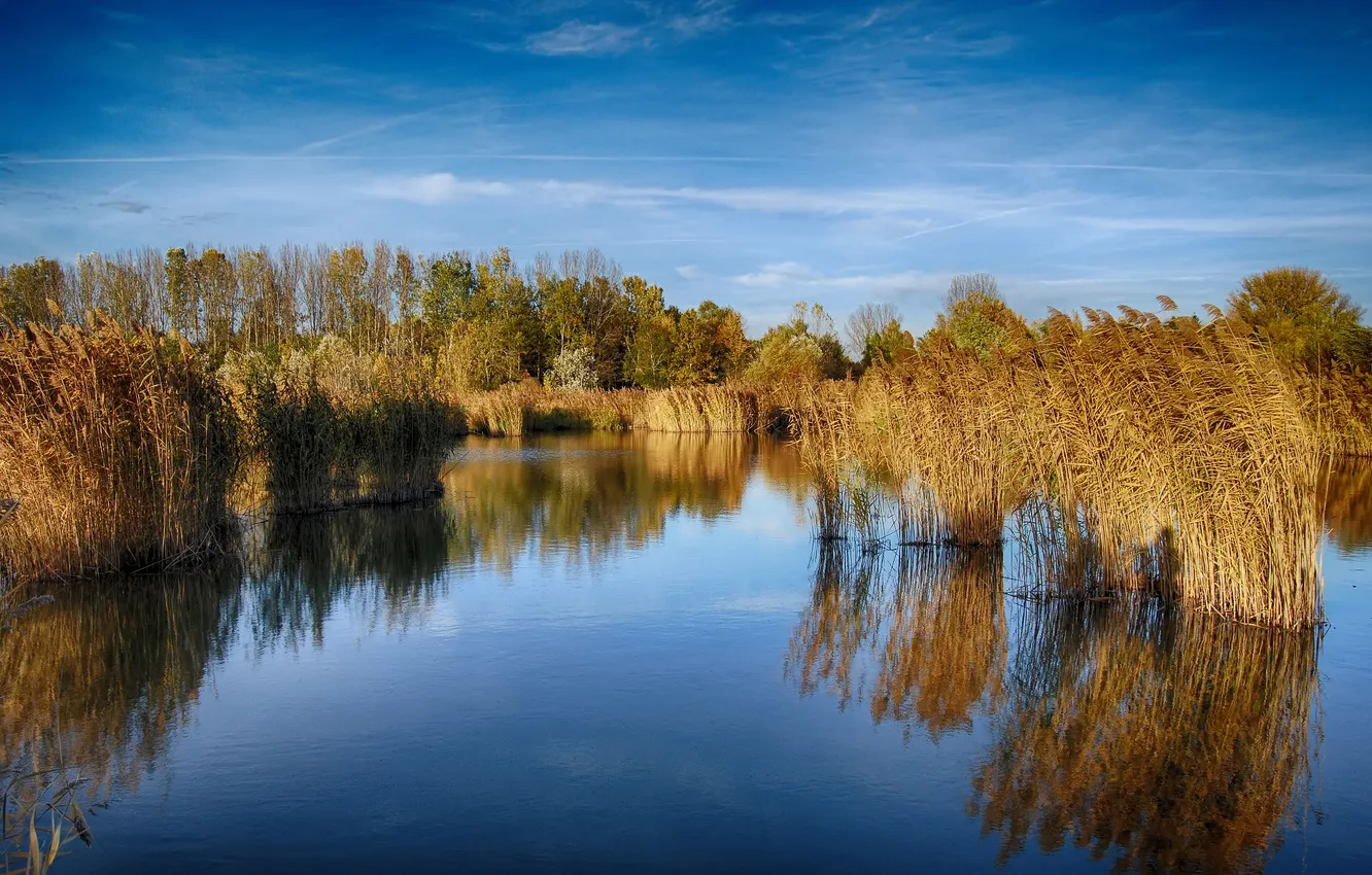 Фото обои трава, деревья, озеро, отражение