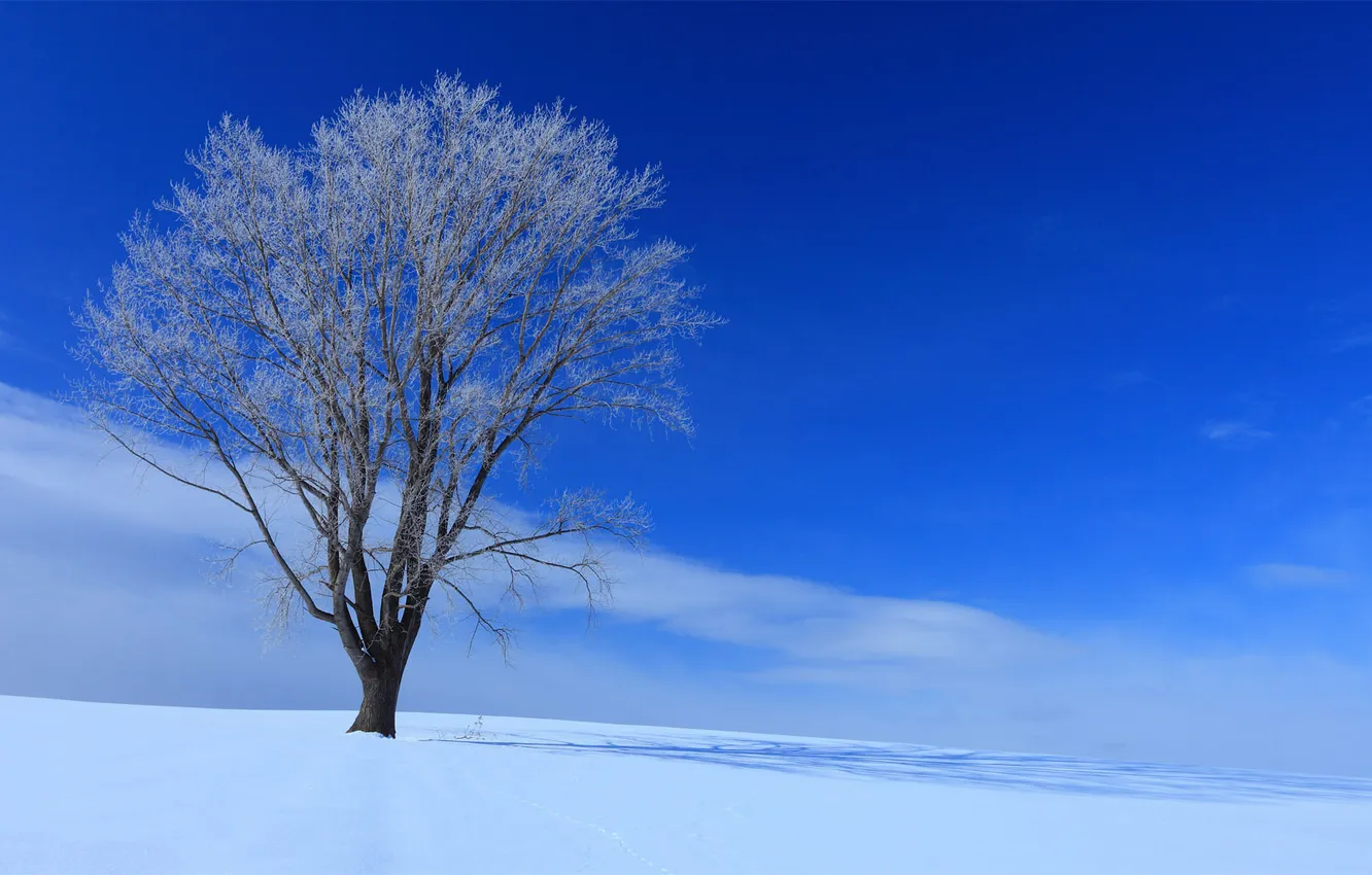 Фото обои зима, снег, дерево, Природа