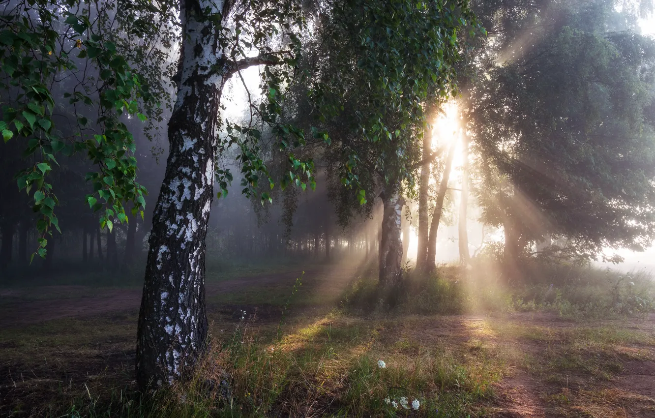 Фото обои лес, лето, солнце, лучи, свет, туман, поляна, листва
