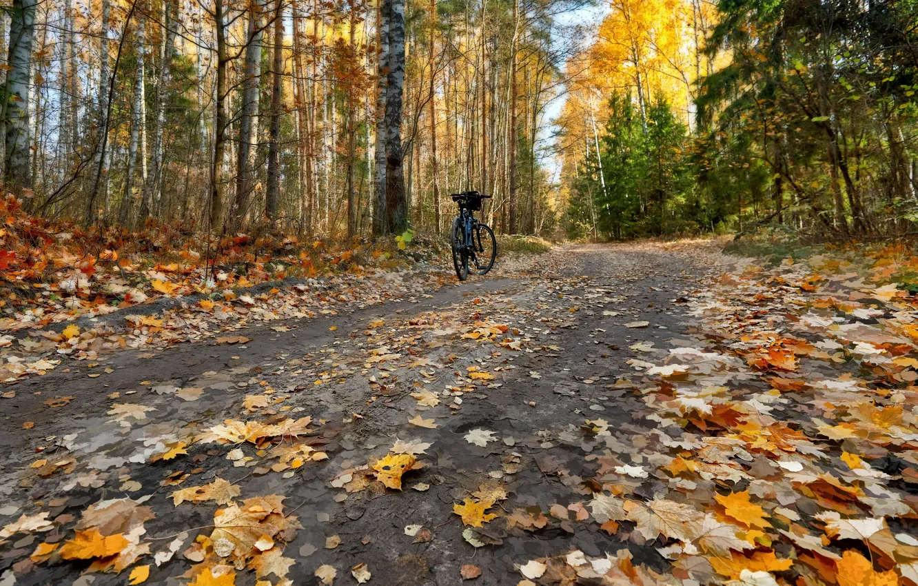 Фото обои дорога, осень, листья, велосипед