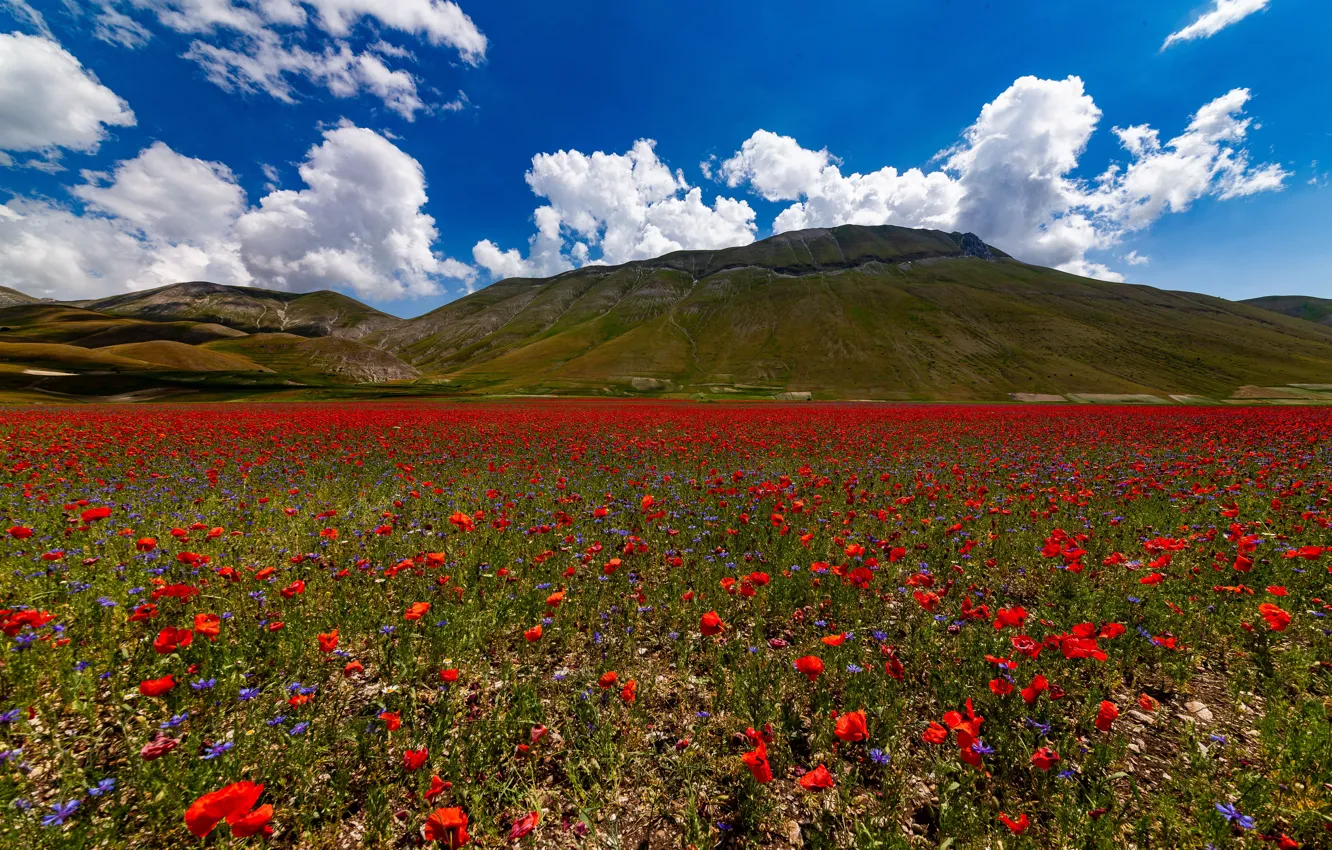 Фото обои цветы, горы, маки, красные, маковое поле