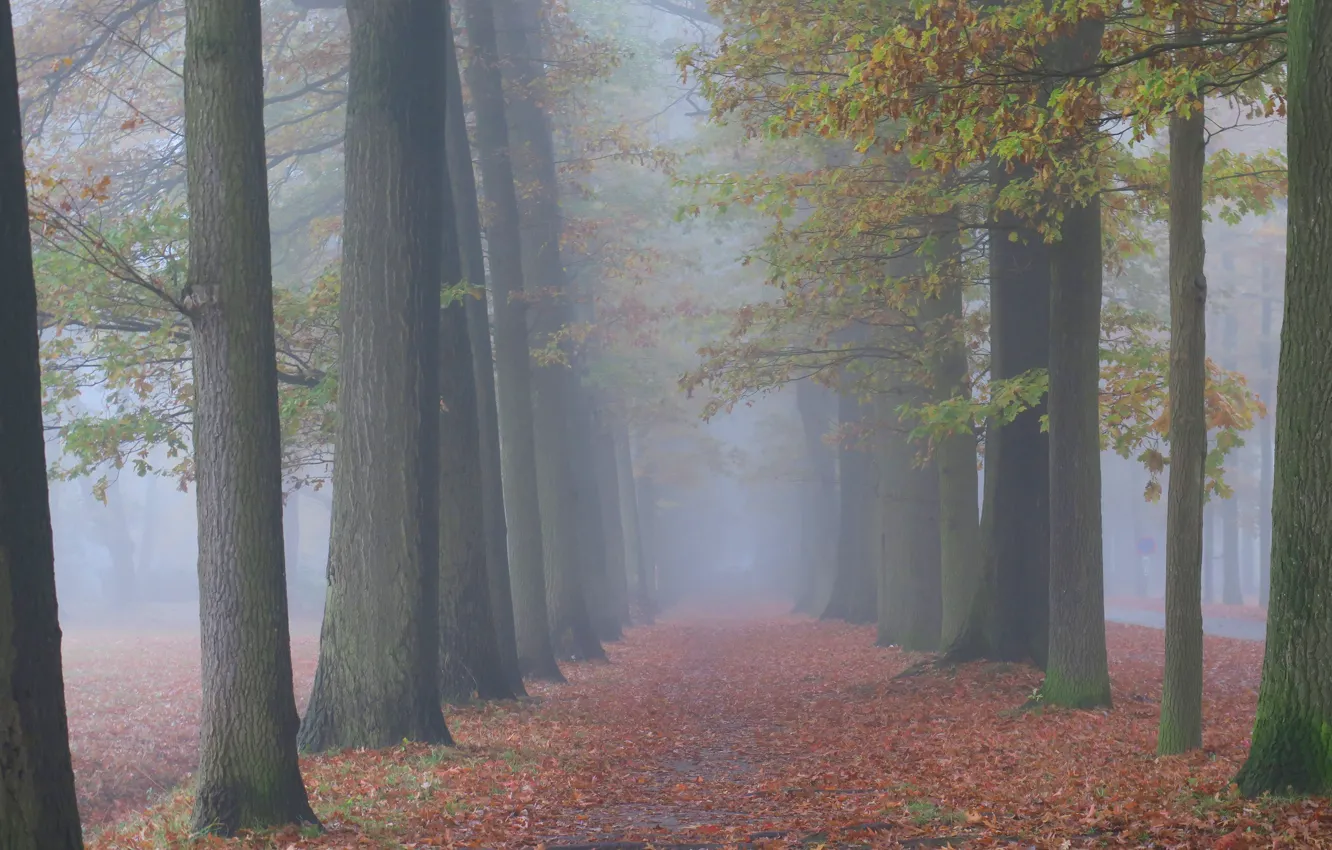 Фото обои осень, лес, деревья, природа, туман, стволы, утро