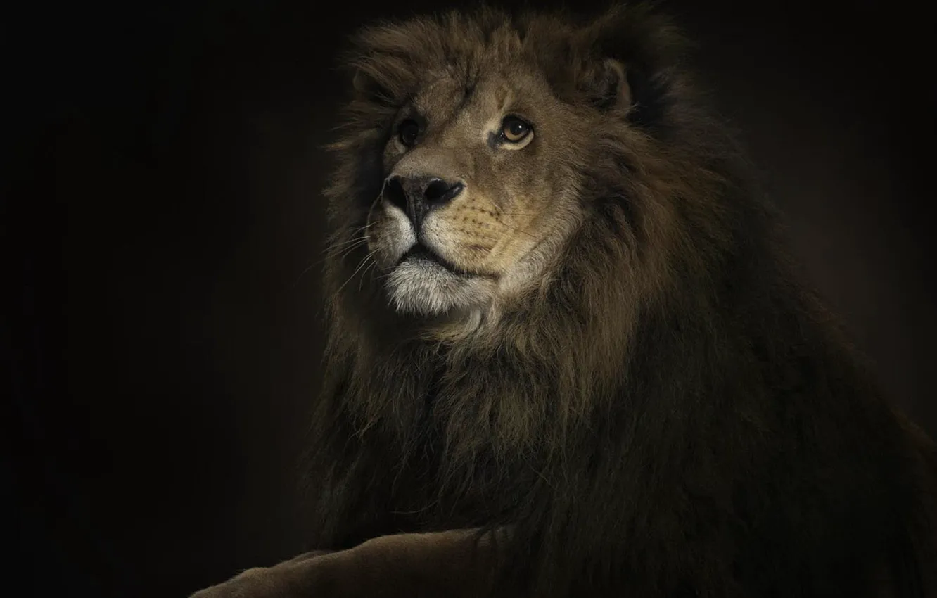 Фото обои лев, красавчик, король джунглей