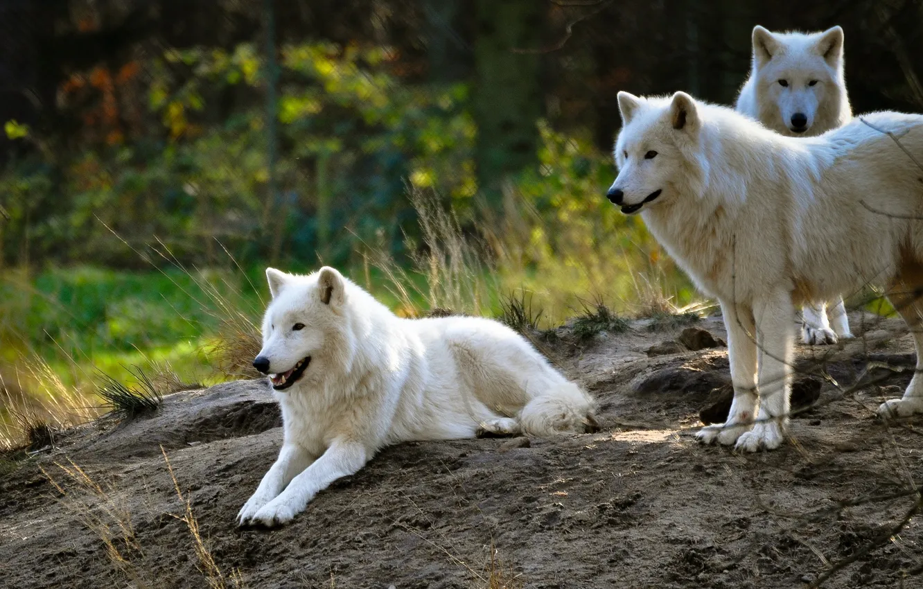 Фото обои nature, snow, predator, face, animal, wolf, wolves, wildlife