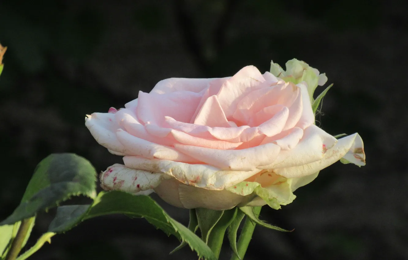 Фото обои Роза, Цветок, Розовая роза, Meduzanol ©