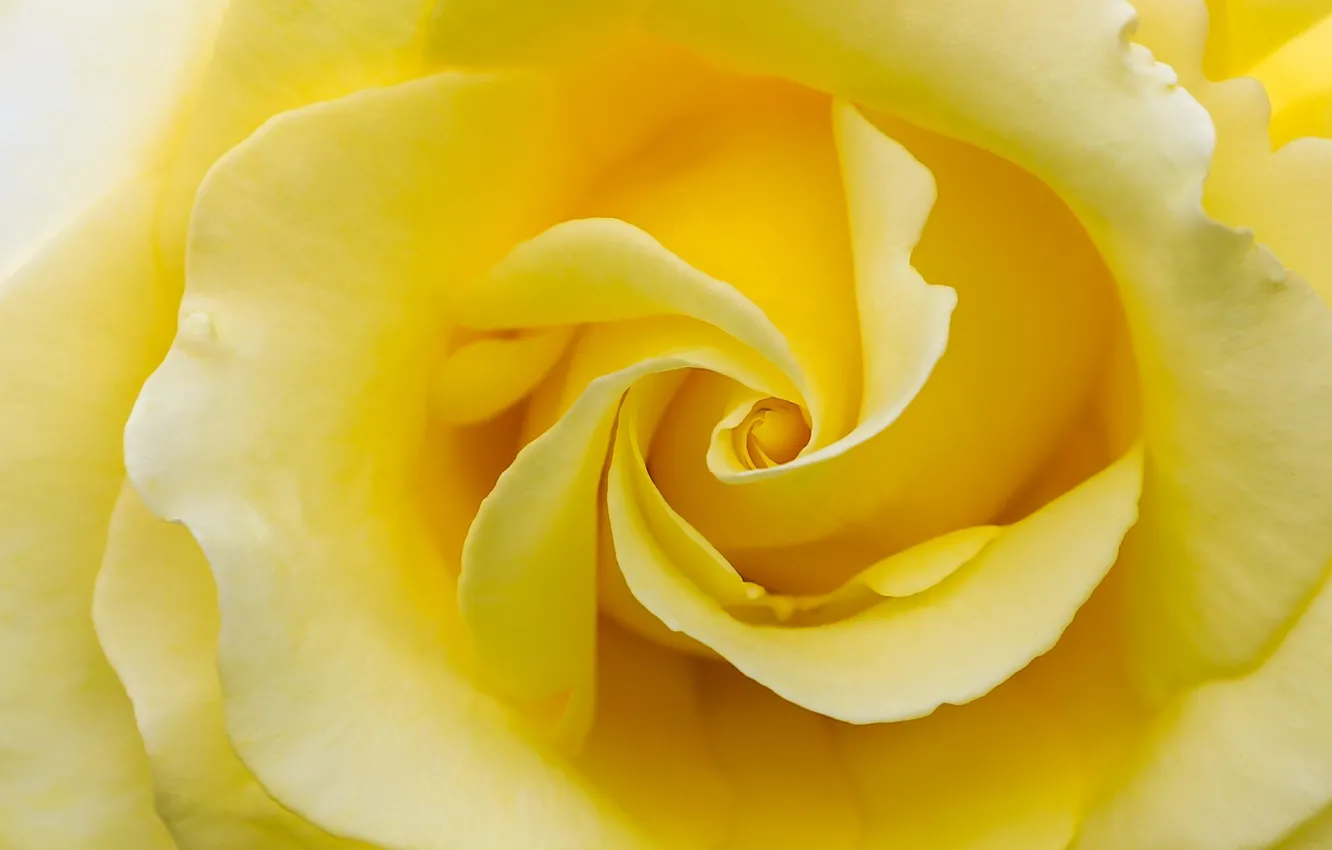Фото обои макро, роза, лепестки, желтая