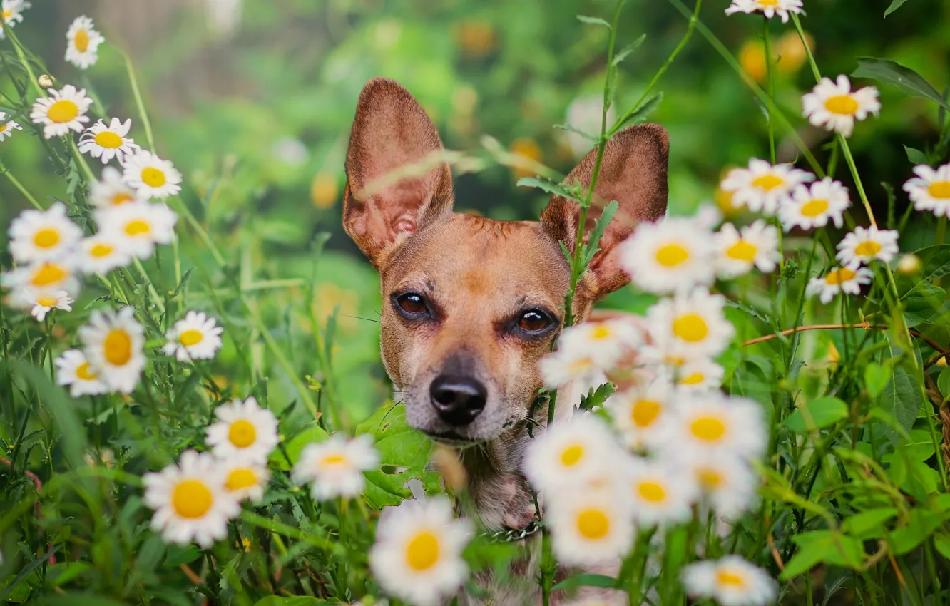 Фото обои цветы, ромашки, собака, мордашка