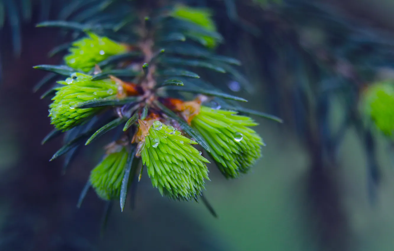 Фото обои spring, pine, spruce, twig
