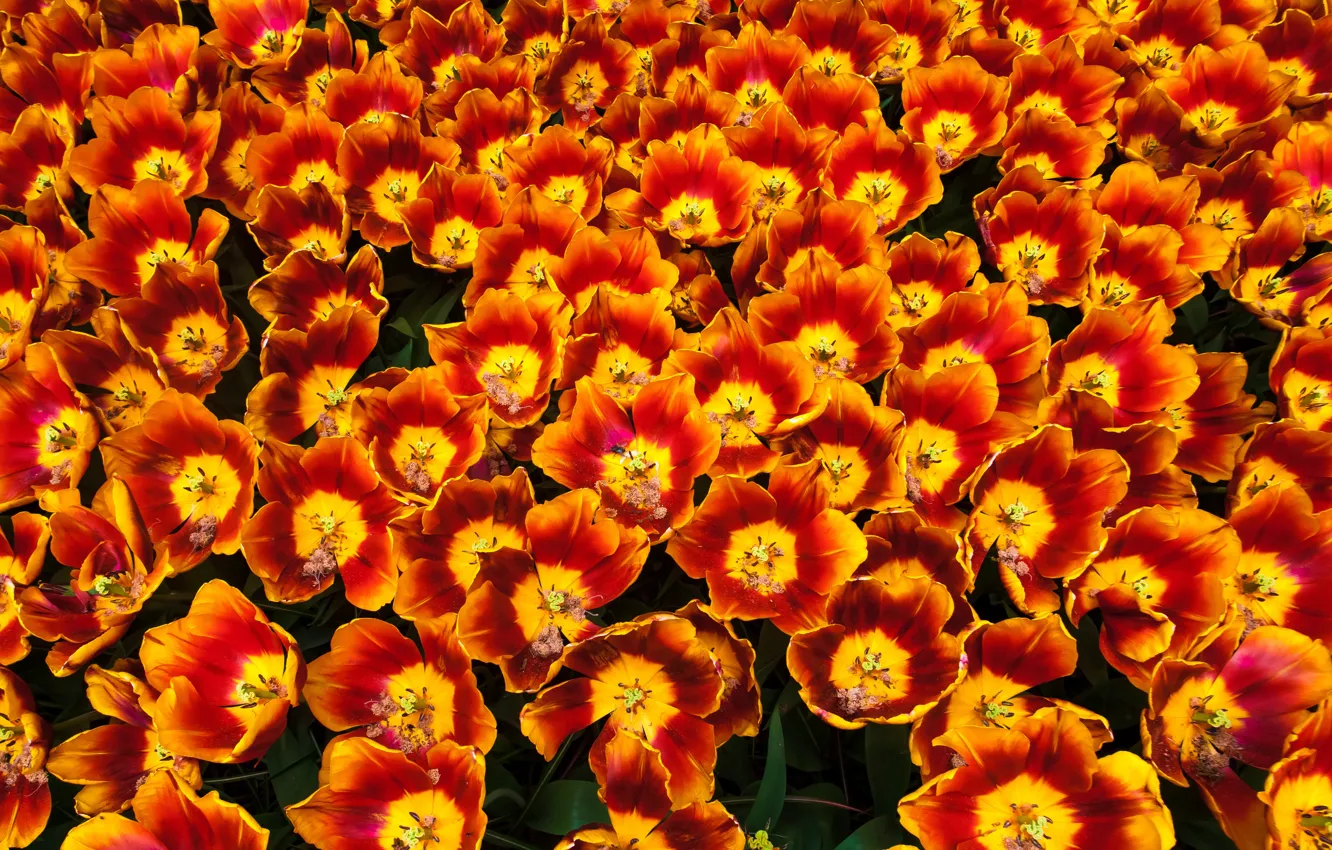 Фото обои цветы, яркие, весна, тюльпаны, оранжевые, клумба, много, огненные