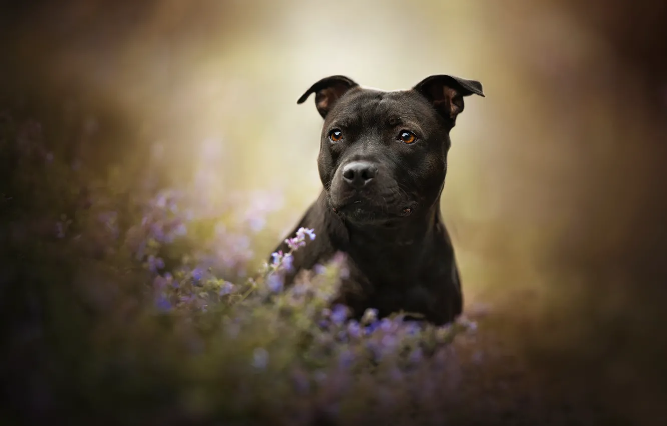 Фото обои взгляд, морда, цветы, собака, боке, Американский стаффордширский терьер