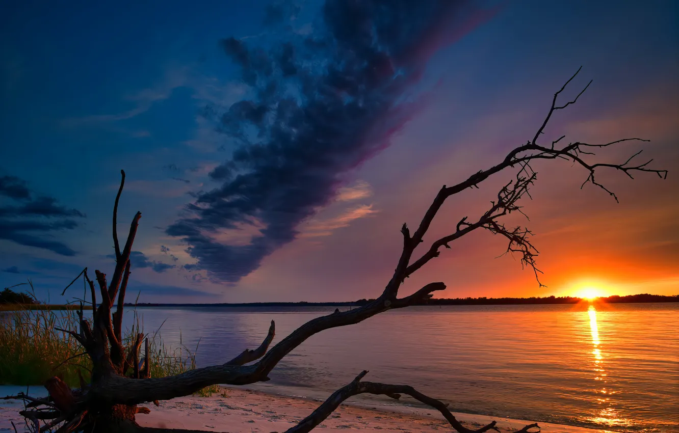 Фото обои небо, закат, река, дерево, коряга, North Carolina, Северная Каролина, Река Кейп-Фир
