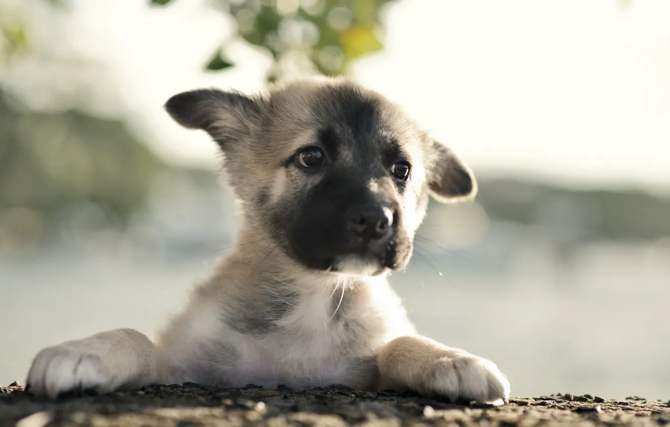 Фото обои собака, щенок, german shepherd