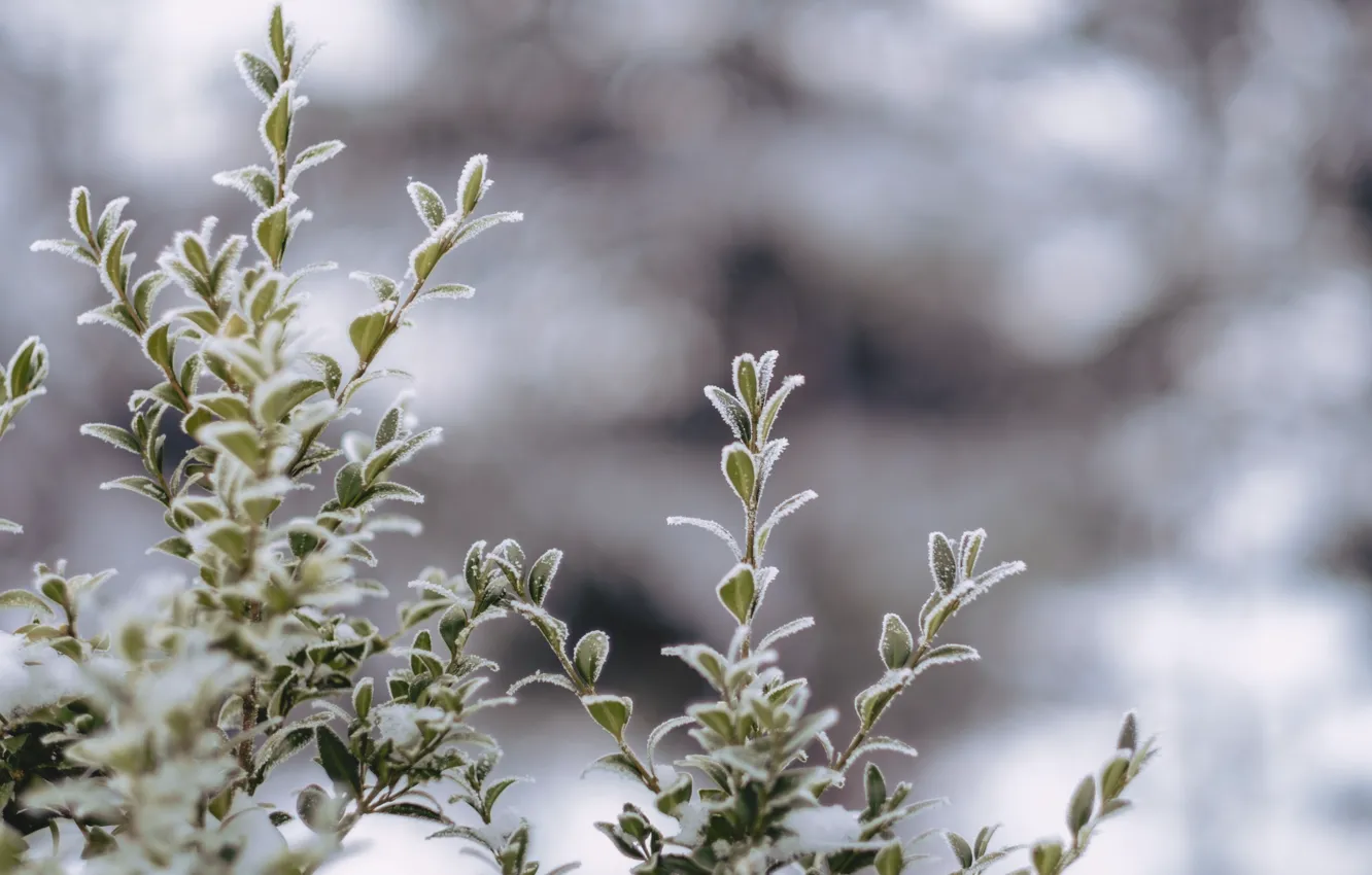 Фото обои Зима, Куст, Растение, Лед, Мороз, Winter, Frost, Ice