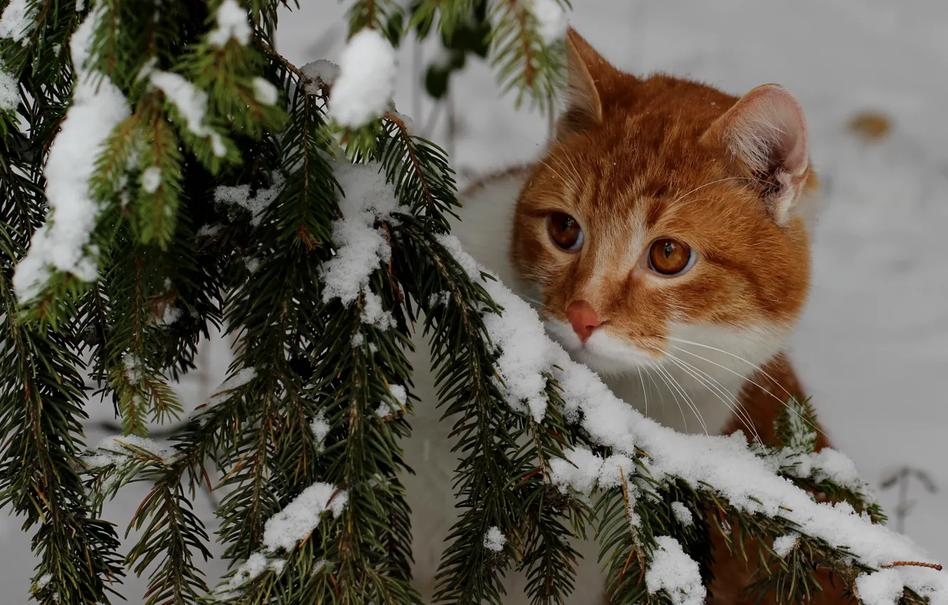 Фото обои зима, кошка, кот, взгляд, снег, ветки, природа, в снегу