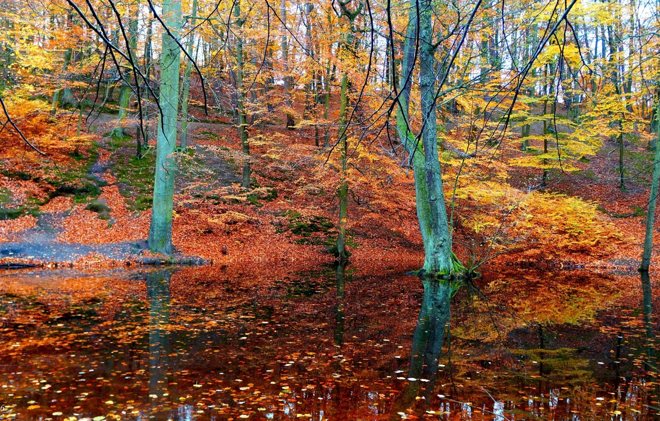 Фото обои forest, park, autumn, lake, tree