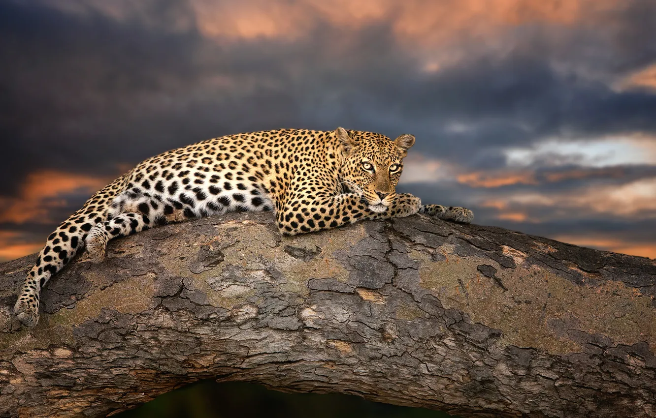 Фото обои небо, взгляд, деревья, тучи, леопард, лежит