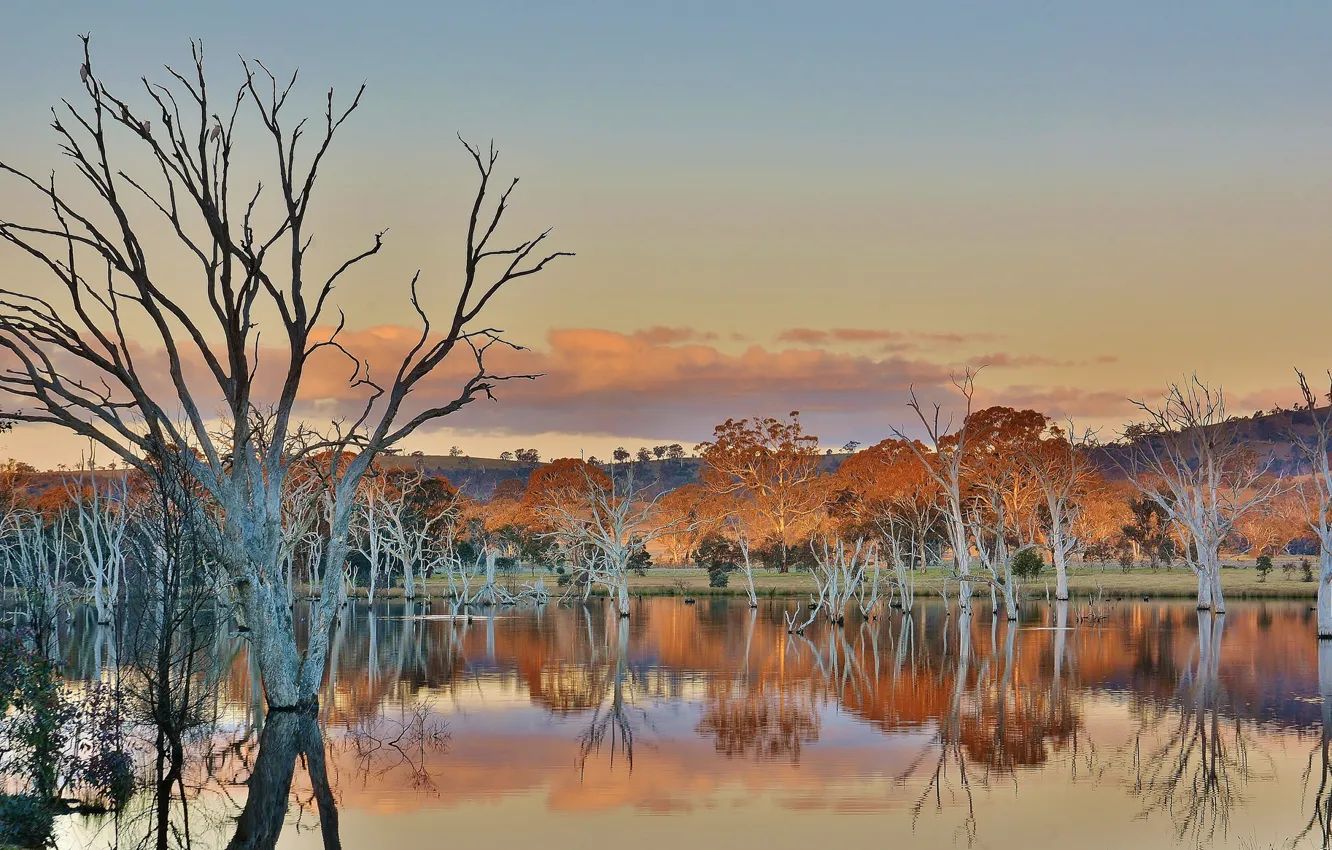 Фото обои Australia, Woodland Sanctuary, Mulligans Flat, ACT, Canberra