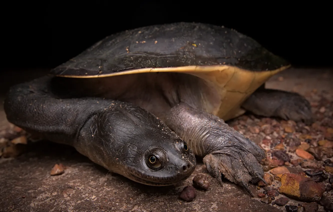 Фото обои Reptile, Chelodina rugosa, Northern snake-necked turtle