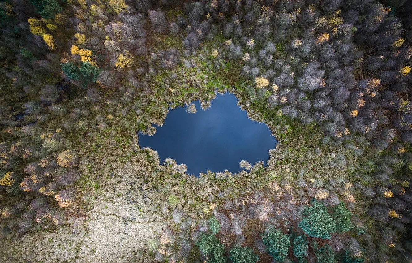 Фото обои autumn, pond, woodland