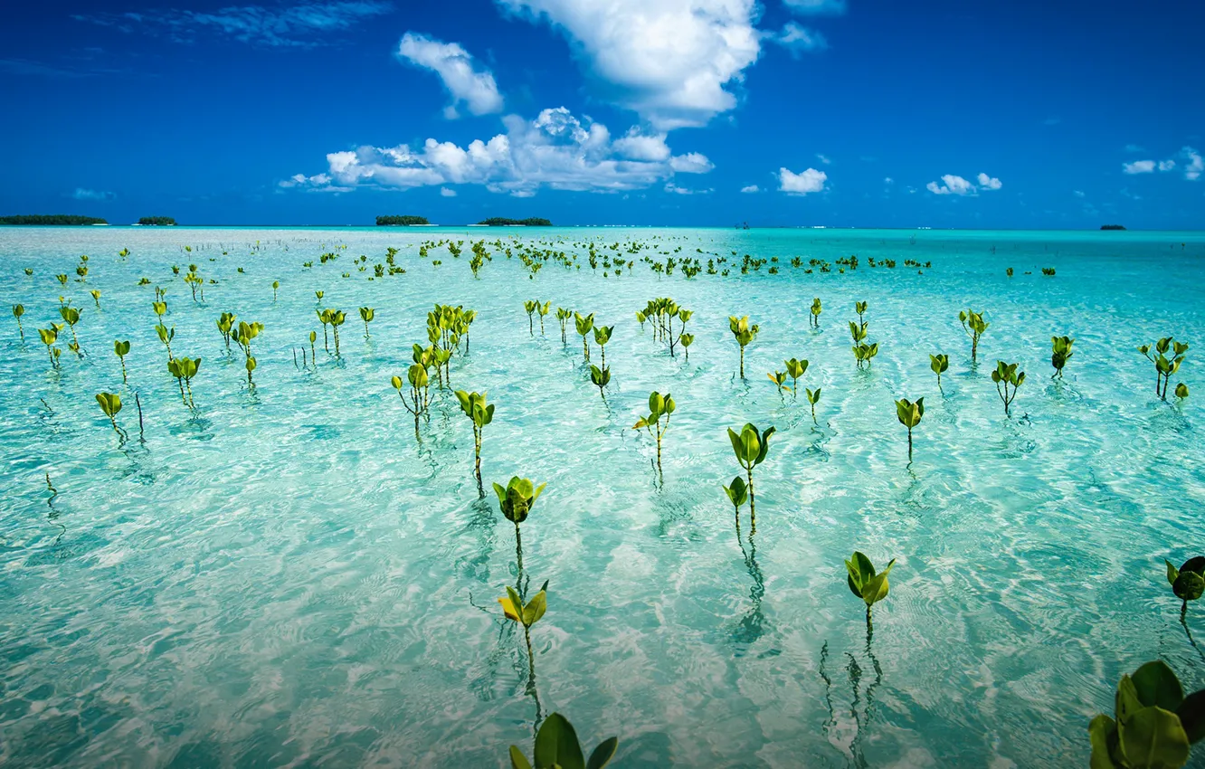Фото обои примерно на полпути между Гавайями и Австралией, formerly known as the Ellice Islands, растения тувалу …